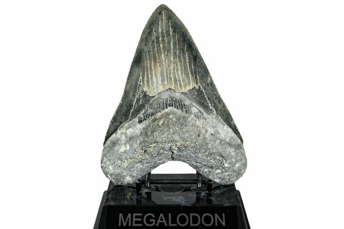 Serrated, Fossil Megalodon Tooth - North Carolina #319898